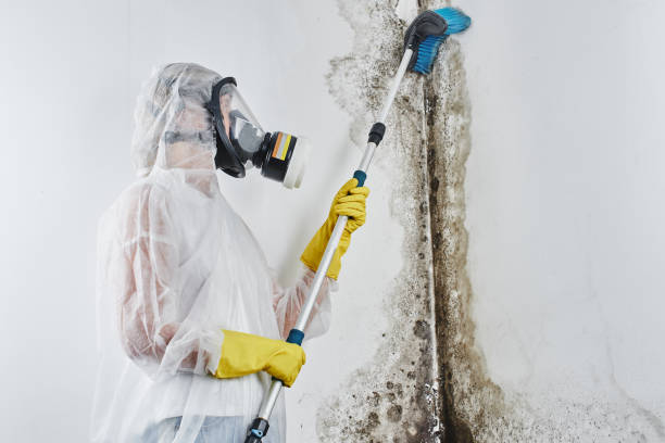 Best Black Mold Remediation in Florham Park, NJ