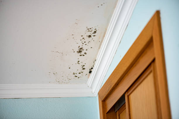 Best Residential Mold Remediation in Florham Park, NJ