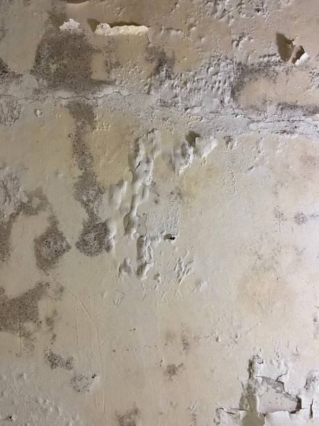 Best Mold Remediation for Schools in Florham Park, NJ