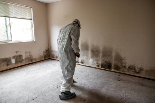 Best Emergency Mold Remediation in Florham Park, NJ