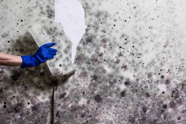 Best Bathroom Mold Remediation in Florham Park, NJ