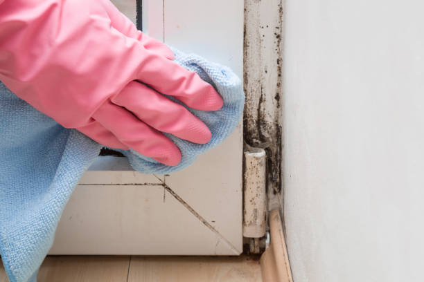 Best DIY Mold Remediation Support Services in Florham Park, NJ